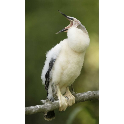 FL, Abandoned anhinga chick on branch yawning